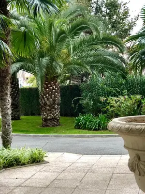 a palm tree on the side of a street at Front sea Luxury in Cagnes-sur-Mer