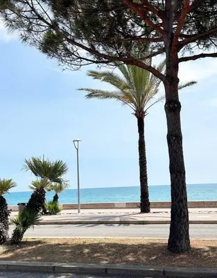 two palm trees on a street near the beach at Appartement bord de mer « La Petite Ma-Line » in Cagnes-sur-Mer