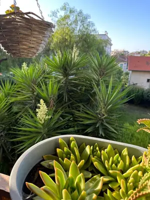 a bunch of green plants in a pot at Location dans résidence privée,sécurisée ,parking gratuit , 1 minute du tramway, à 9 minute du centre ville, accessible à plusieurs transports in Nice
