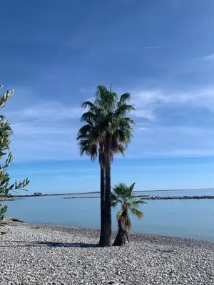 two palm trees on a beach near the water at Agréable 2 pièces à 150 m de la mer in Cagnes-sur-Mer