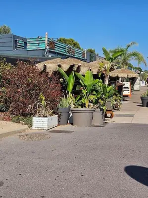 a group of potted plants on the side of a street at Studio Saint-Laurent-Du-Var bord de mer in Saint-Laurent-du-Var