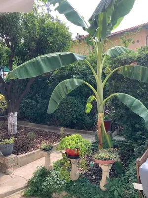 a garden with a palm tree and potted plants at Douceur d'Azur in Nice