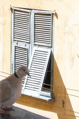 a pigeon standing in front of an open window at 26 nice Vieux Nice in Nice