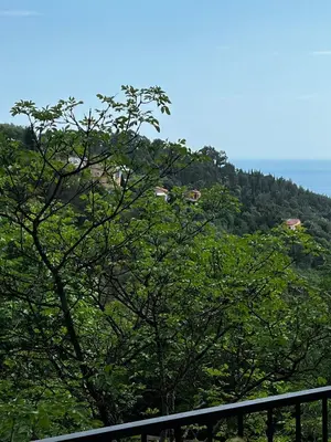 a tree in front of a hill with houses at EZE Roc (Monaco) in Èze
