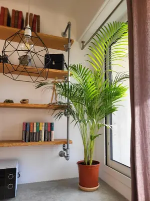 a plant in a pot in front of a window at #TheCosyStudio06 Meyerbeer Promenade Negresco in Nice