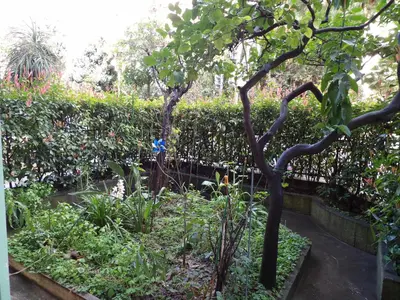 a garden with a tree in front of a fence at Studio japonisant in Nice