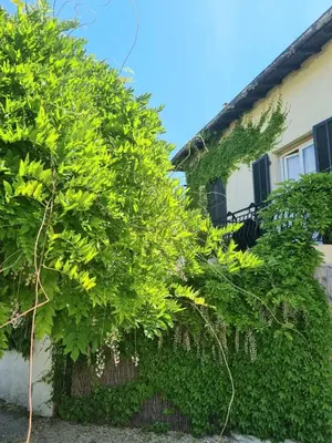 a house with green plants on the side of it at Serenity - Garden Calm & Air Conditioning Downtown in Saint-Laurent-du-Var