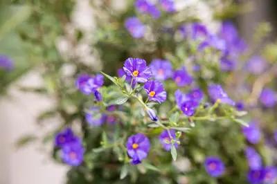 a bunch of purple flowers in a garden at Villa fleurie in Cagnes-sur-Mer
