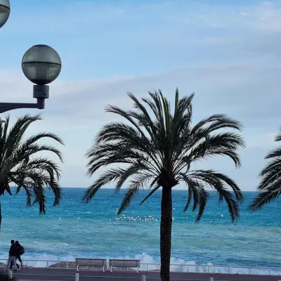 a group of palm trees on the beach at Sunny Days in Nice