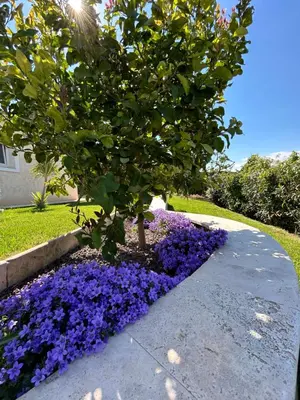 a garden with purple flowers next to a house at Duplex Oliveraie piscine au sel marin et parking in Nice