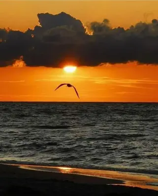a bird flying over the ocean at sunset at CENTRE VILLE - SUPERBE APPARTEMENT CLIMATISE - COSY-Wifi - in Nice