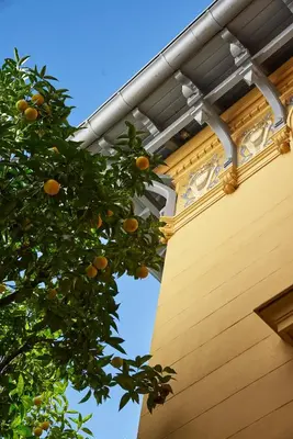 an orange tree in front of a building at Maison des Barons in Nice