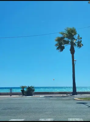 a palm tree on a street next to the ocean at face à la mer in Cros-de-Cagnes