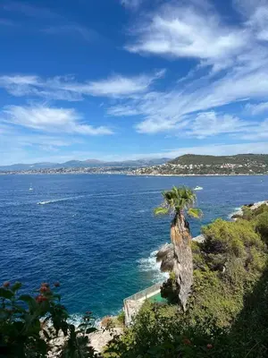 a palm tree sitting on the side of a body of water at Central place close to the beach AC air , WI FI, parking in Nice