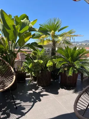 a group of palm trees on a balcony at Splendide penthouse au coeur de Nice in Nice