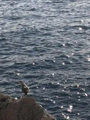 a bird sitting on a rock next to the water at Residence Butterfly in Nice