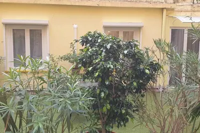 a tree in front of a yellow house at Studio Emmé neuf indépendant Nice Centre in Nice