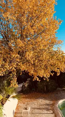 a tree with yellow leaves next to a white fence at THE GREEN OASIS breathtaking sea views, swimming pool, privacy in Villa Liliana in Tourrette-Levens
