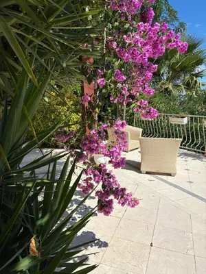 a bunch of purple flowers hanging from a tree at Villa Gloria Nouvel Hôte in Saint-Jeannet