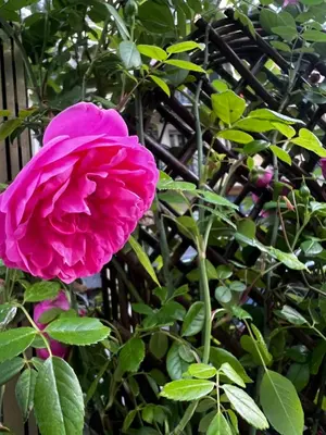 a pink rose sitting next to a fence at Amber Apartment Nice - Central Highlights and Beach in Nice