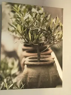 a plant in a vase with a plant at Le Pêcheur in Cagnes-sur-Mer