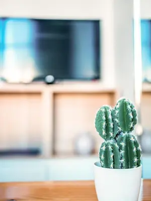 a green cactus in a white pot on a table at PORT - Charmant Studio in Nice