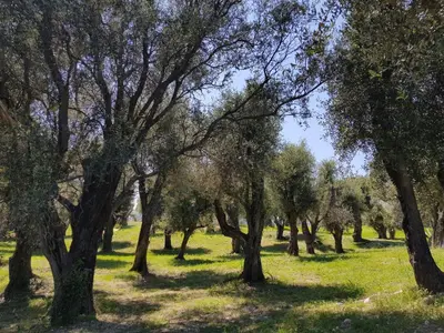 a group of trees in a field with green grass at Laconsolate in Nice