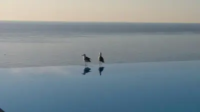 three birds standing in the water on the beach at Appartement Zen Costa Plana in Cap d'Ail