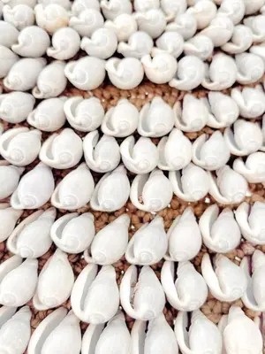 a pile of white shells on the beach at #12 1BDR Joffre, Central 5min from Old Town AC & WIFI in Nice
