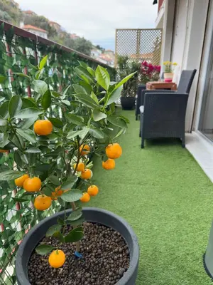 an orange tree in a pot on a balcony at Spacious Riviera Studio in Nice