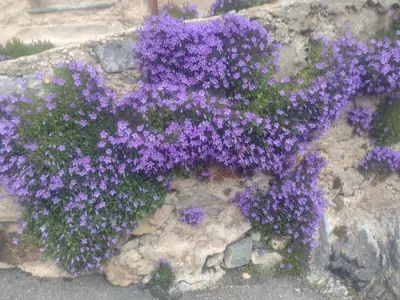a bunch of purple flowers on a rock at Loft 43 in La Trinité