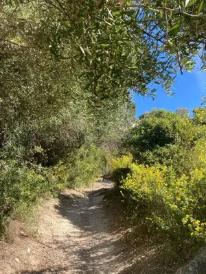 a dirt trail with trees and yellow flowers on it at Appartement Eze Village proche Monaco fabuleuse vue mer et vieux village in Èze
