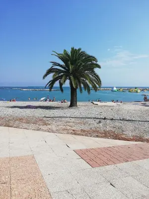 a palm tree on a beach with the ocean at Studio calme proximité plage in Saint-Laurent-du-Var