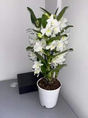 a white plant in a white pot on a table at Cœur de Nice - Plage à 5min in Nice
