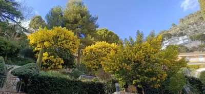 a group of trees with yellow leaves on them at La plus belle vue de Villefranche in Villefranche-sur-Mer