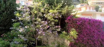 a garden with purple flowers in front of a building at La plus belle vue de Villefranche in Villefranche-sur-Mer