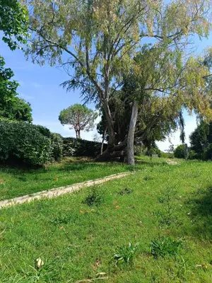 a tree in a grassy field with a path at Maison hauteur Nice in Nice