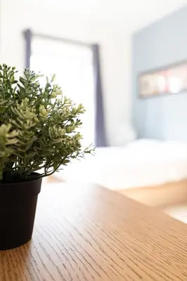 a potted plant sitting on top of a wooden table at Guest House La Niçoise in Nice