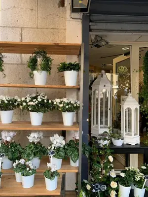 a display of potted plants on shelves in a store at Cocon chic au cœur de la ville in Nice
