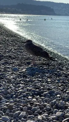 a bird standing on a rocky beach near the water at Mer à 5 minutes et vue splendide! in Nice