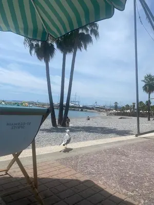 a seagull walking on a beach with a boat at New flat with swimming pool on rooftop in Saint-Laurent-du-Var