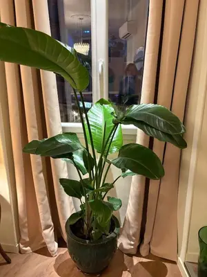 a potted plant sitting on a table in front of a window at Beautiful luxurious apartment in Nice