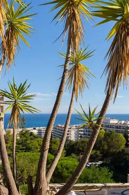 a group of palm trees on the beach at Azzuro - Mare e Terrazza in Nice