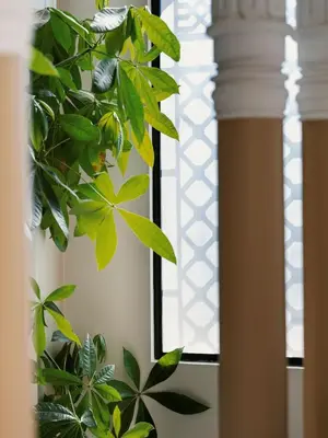 a green plant in front of a window at Appartement Haut Standing coeur de Nice pour 6pers in Nice