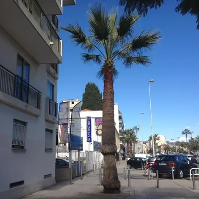a palm tree on a sidewalk next to a building at Studio NICE near the sea in Nice