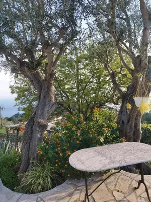 a picnic table in front of a tree with flowers at Maison de charme piscine vue mer in Èze