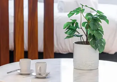a plant in a pot on a table with two cups at Carre dOr Design Confort and Centralité in Nice