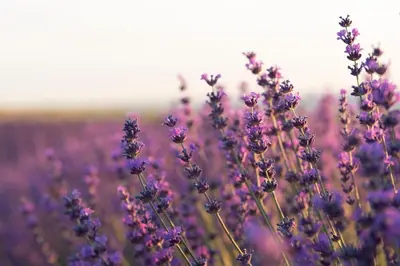 a bunch of purple flowers in a field at Studio Lavande cosy et central à Cagnes-sur-Mer in Cagnes-sur-Mer