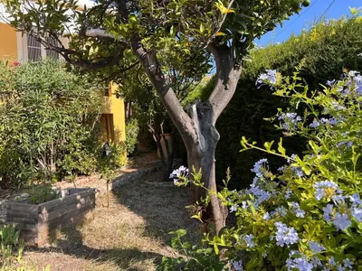 a tree in a garden with blue flowers at Villa Arty Nice - Vue Mer Panoramique, Piscine & Design in Nice