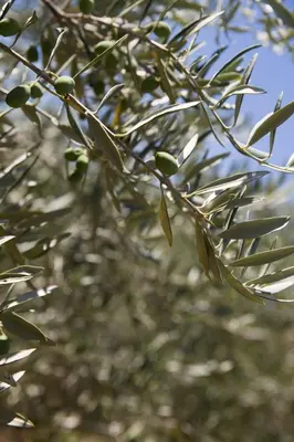 a close up of a tree branch with green leaves at Studio Olivier avec terrasse à Cagnes-sur-Mer in Cagnes-sur-Mer